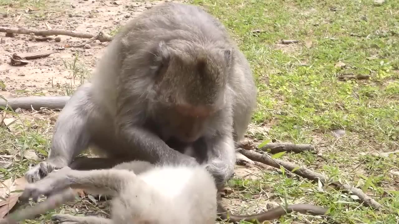 AZ Animals Watch a Lioness Save Her Zookeeper When The Male Lion Attacks Him Point-Blank 1 month ago