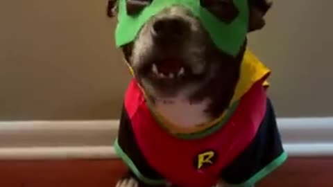 This Dogs Costume Is Awesome!!