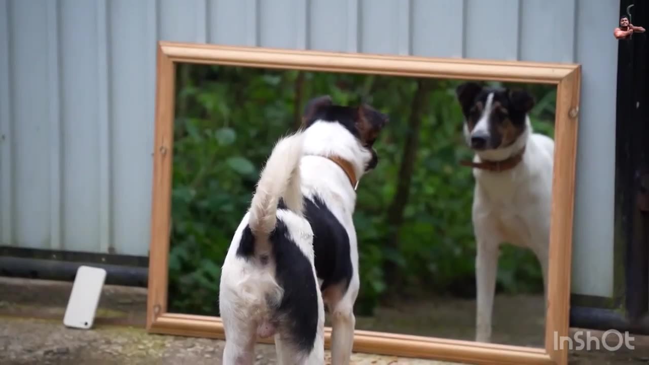 are you serious ?…..dog prank on mirror