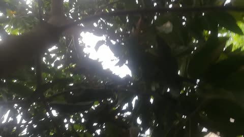 A random video of a mango tree