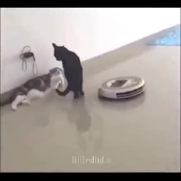 Funny Animals