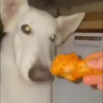 Dogs leg pis eating funny videos #dog #liomfight