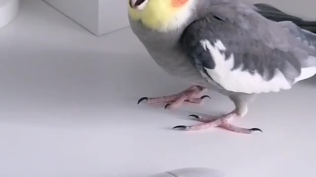 Charlie the Bird