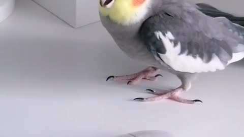 Charlie the Bird