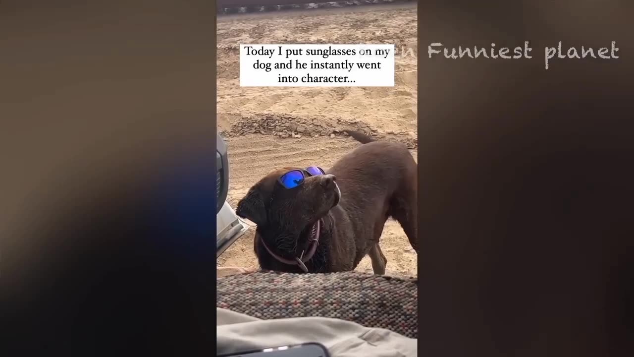 Funny animals videos.