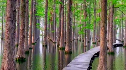 Beautiful Way of Wood on the sea with trees