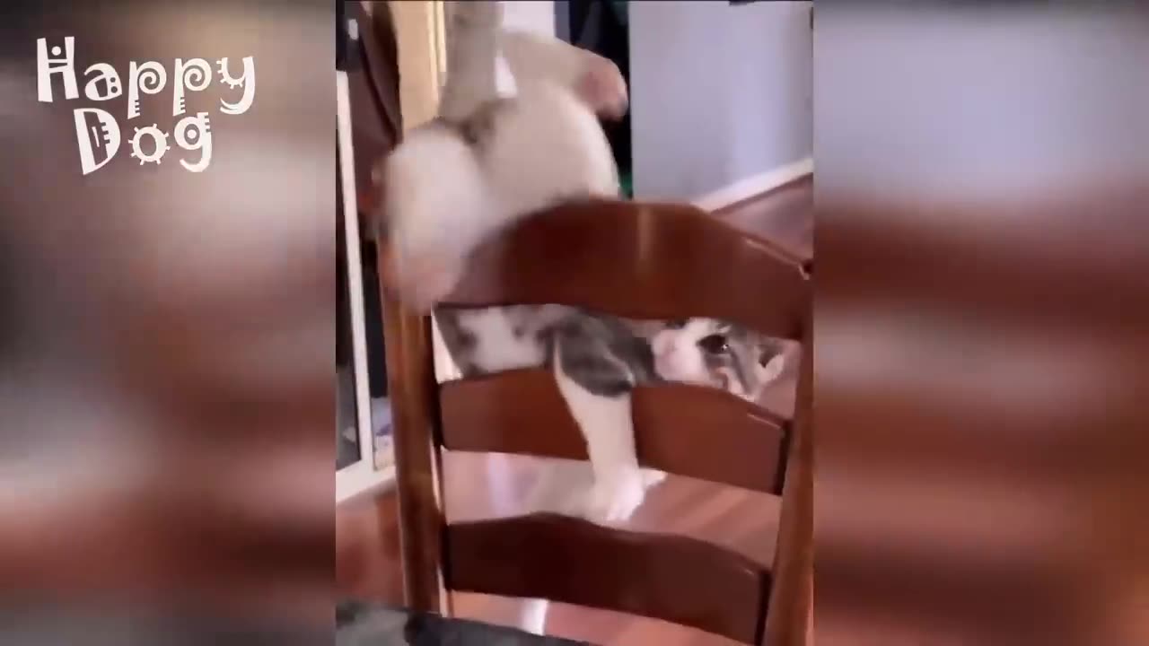 Funny animals - Funny cats / dogs - Funny animal videos #89