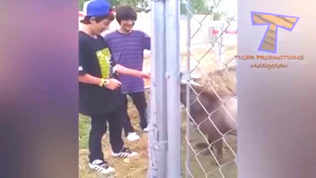 Best funny animals moment in 2021