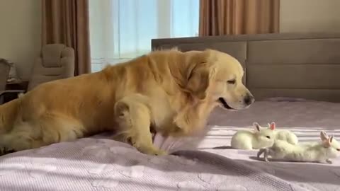 Golden Retriever Meets Tiny Bunnies for the First Time