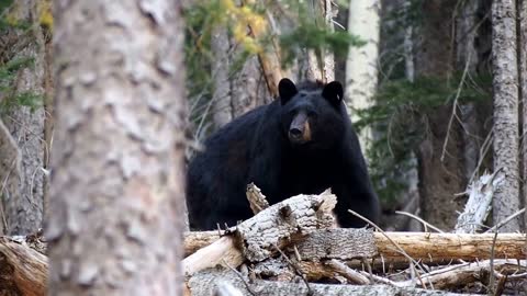 Black Bear At San Francisco Peaks