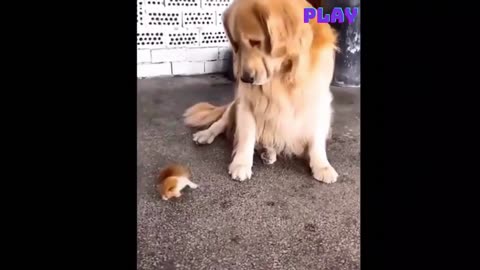 cute cat&lovely dog complication 2023#86