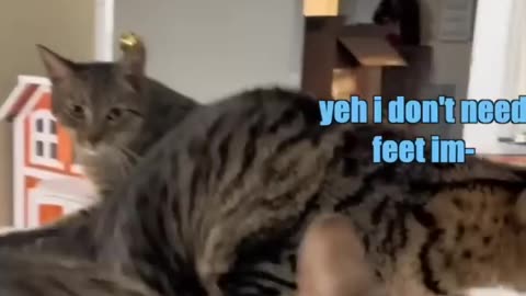 New Cat in Town