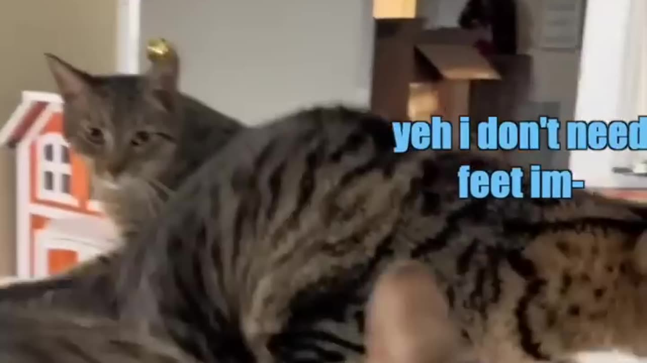 New Cat in Town