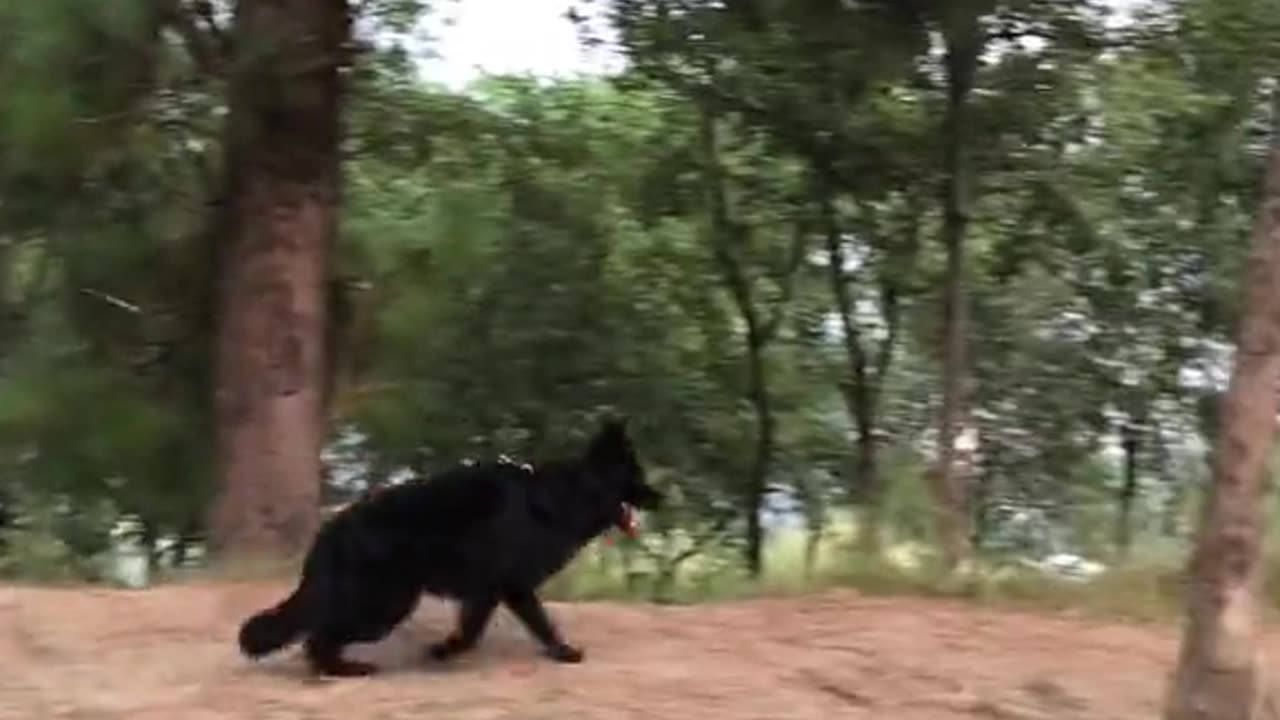 Black German shepherd puppy ❤️