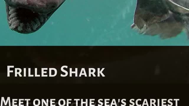 5 Terrifying Scariest Creatures In The Sea