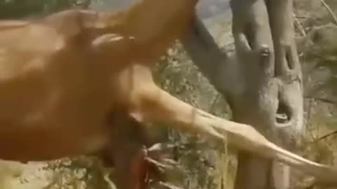 Helping a animal in need.