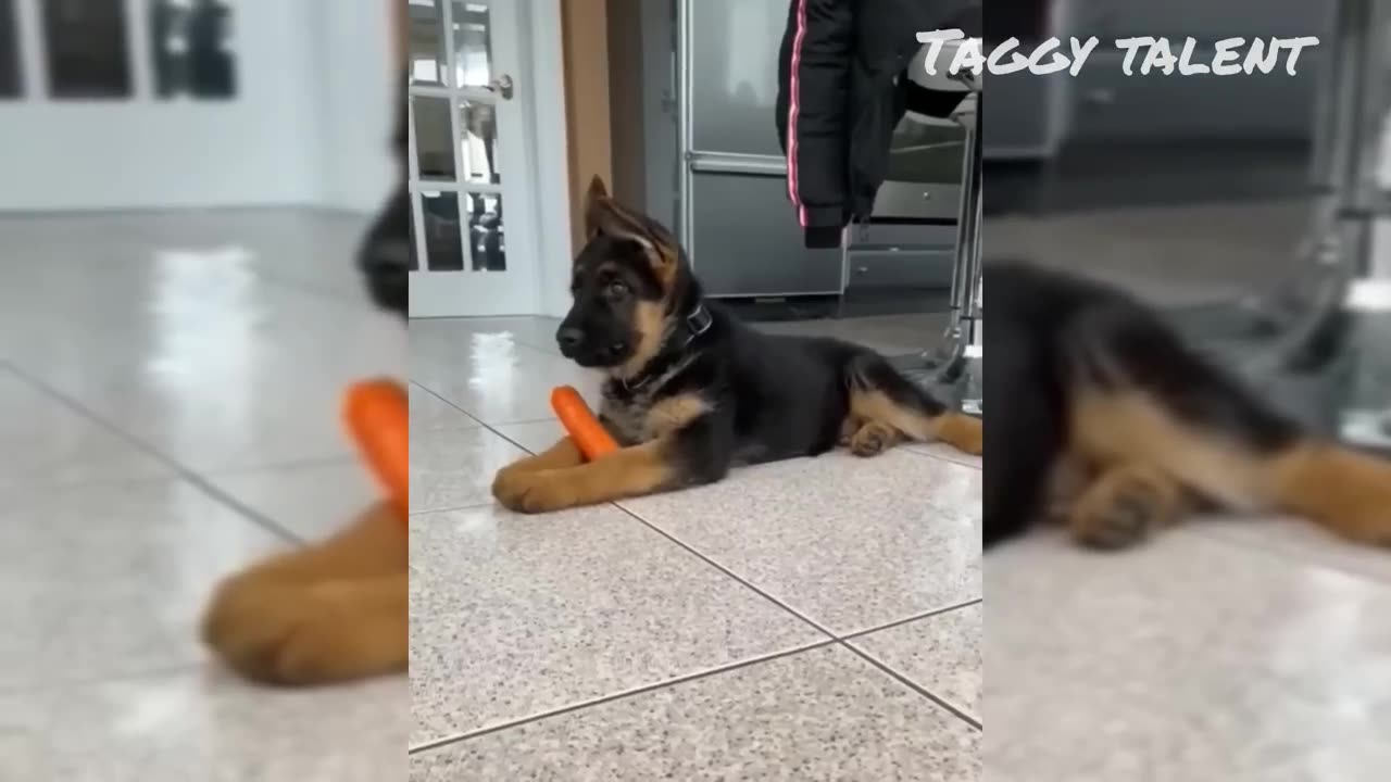 😅 - Funniest Dogs and Cats Videos🐅🐱 Fun network of lovely