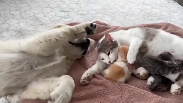 Golden Retriever Puppy Reacts to Baby Kittens [Cuteness Overload]