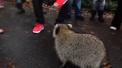 Friendly raccoon at Central Park NYC