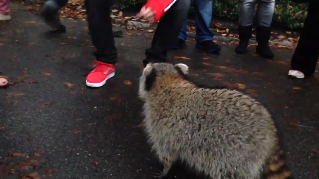 Friendly raccoon at Central Park NYC