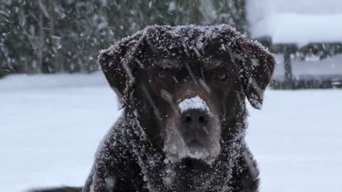 M'y lovely dog enjoys snow