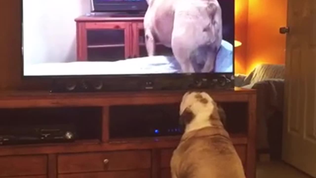 Bulldog Watches Viral Video Of Herself, Her Reaction Left Us Speechless!