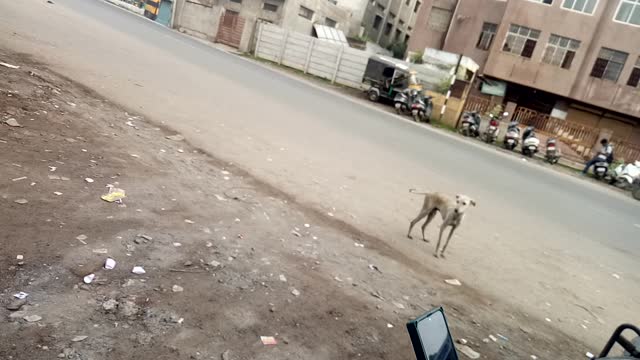 Scary Dog at Road
