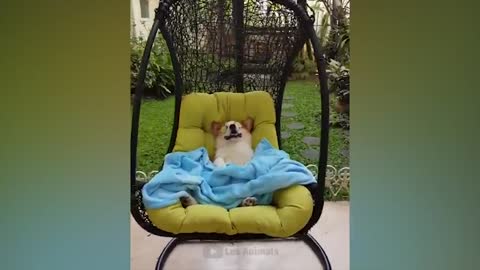 The funniest animals / Fun with cats and dogs