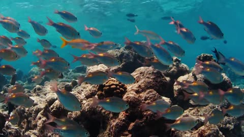Underwater World 4K - Incredible Colorful Ocean Life | Marine Life | Scenic Relaxation Film