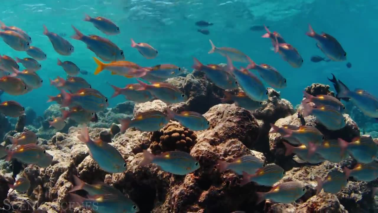 Underwater World 4K - Incredible Colorful Ocean Life | Marine Life | Scenic Relaxation Film