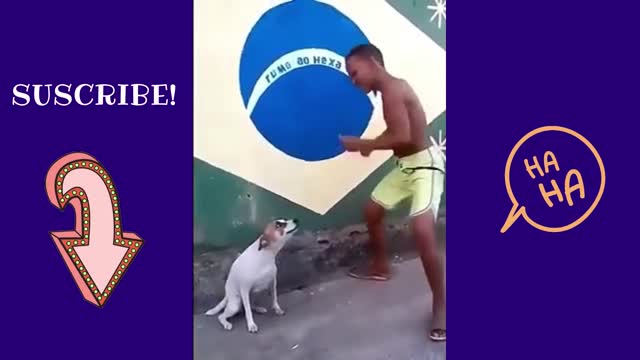 dancing dog