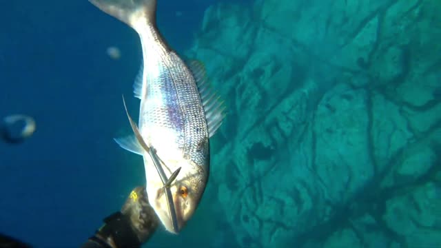 Struggle Spearfishing in the Underwater