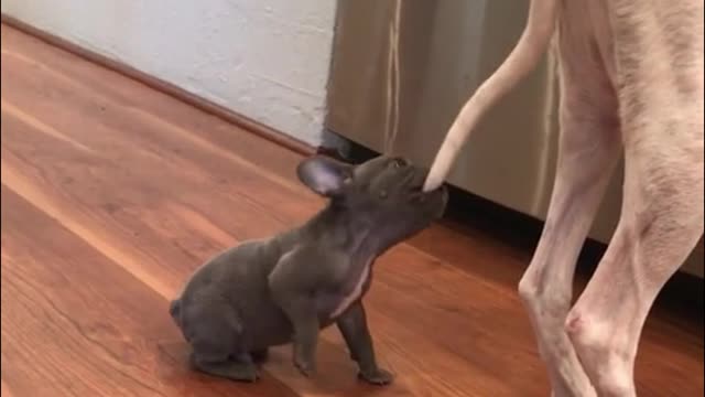 The baby dog bit its mother's tail