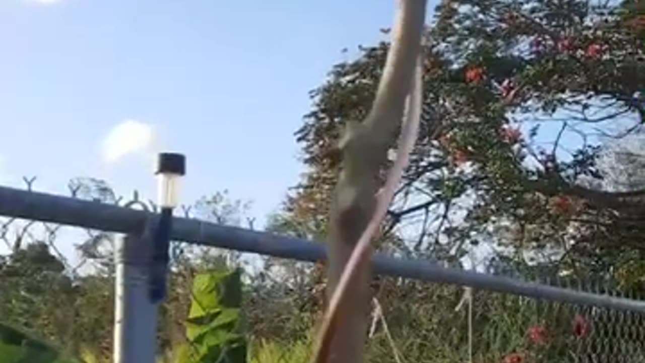 Using copper wire to enhance fruit and veg