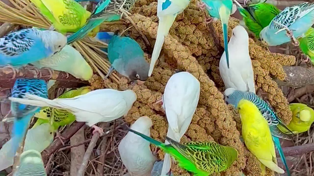 Budgies in large flock - aviary birds