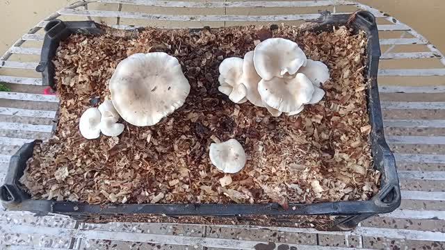 Growing oyster mushrooms in wood chips