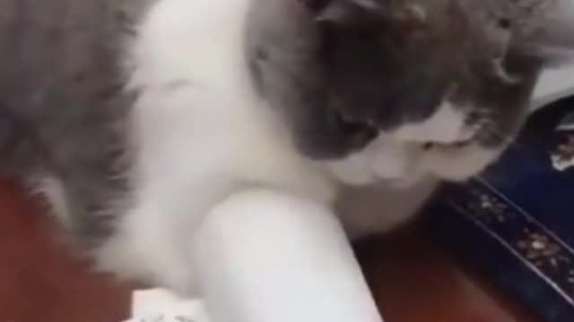 Cute Cat Having Fun With Hand While People Writing