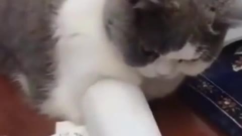 Cute Cat Having Fun With Hand While People Writing