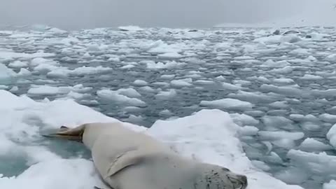 The seal lay in the snow, dreaming and snoring