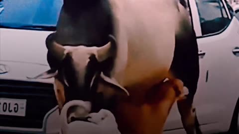 Animals funny video # dogs and bull 🐂 love moovment 😘🥰❤️🤣😘😘❤️🥰🥰❤️🙏