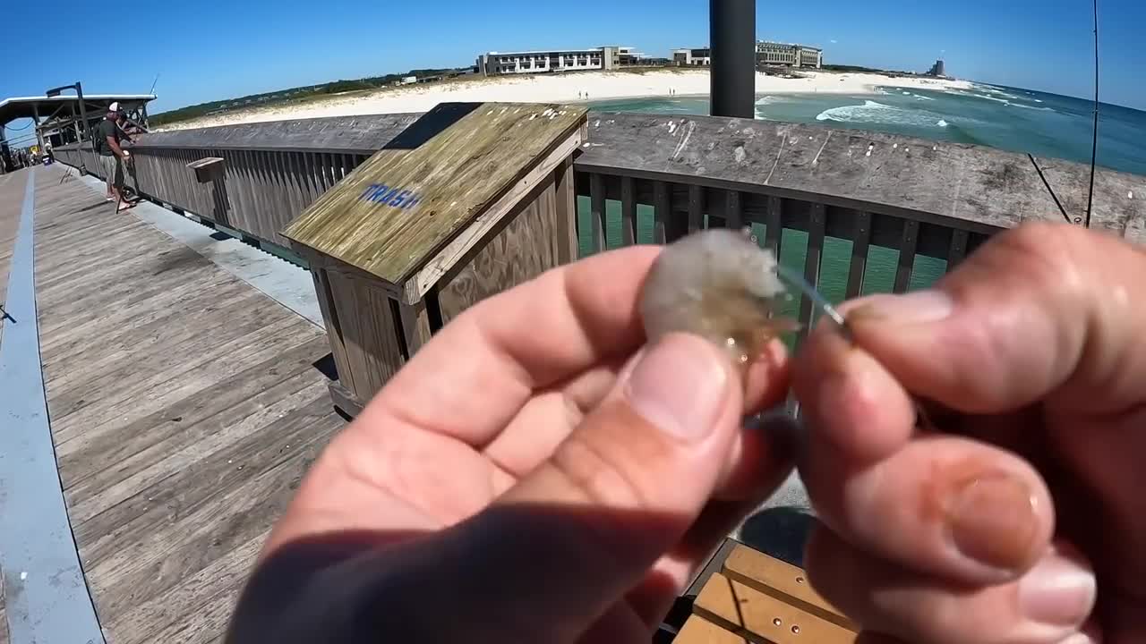 Saltwater PIER FISHING with Shrimp!