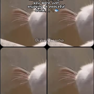 When you thought you were just enjoying a peaceful drink...🐾🐟