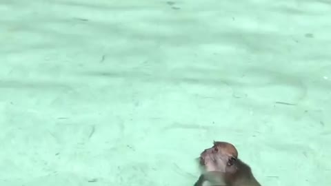 🐒Monkey swim in Monkey Beach, Phi Phi Island - Thailand💦