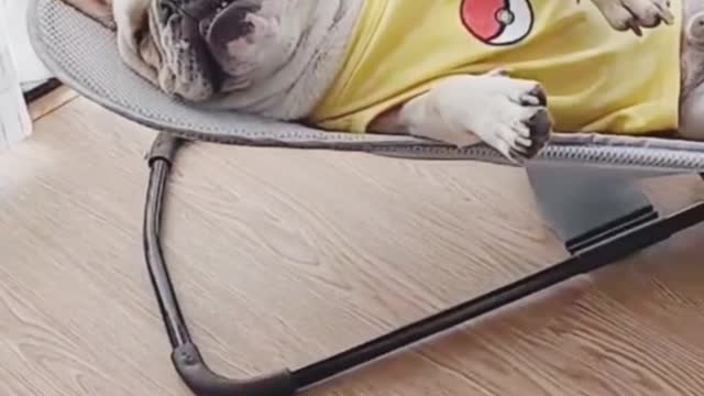 Cute dog funny sleeping video|| doggy funny video