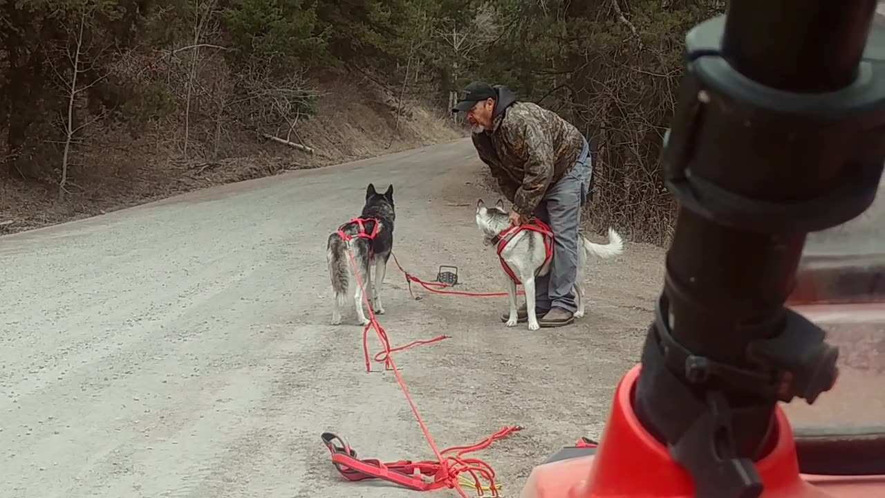 What is it Like to Live With a Pack of Sled Dogs? A Look Inside a Recreational Musher's World