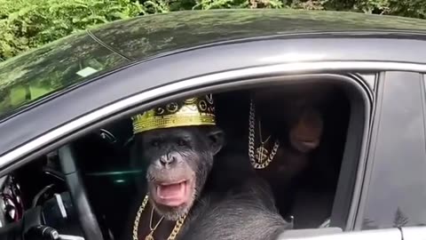 Monkey Driving Savage 😎