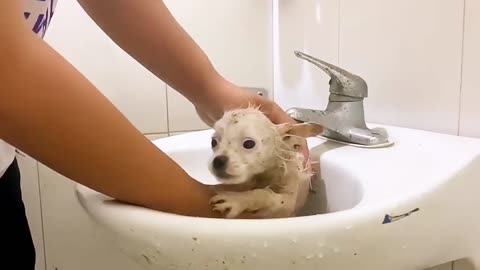 "Bath Time for Adorable Puppies:#shorts#rumble