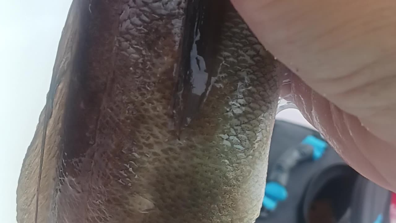 Red hake