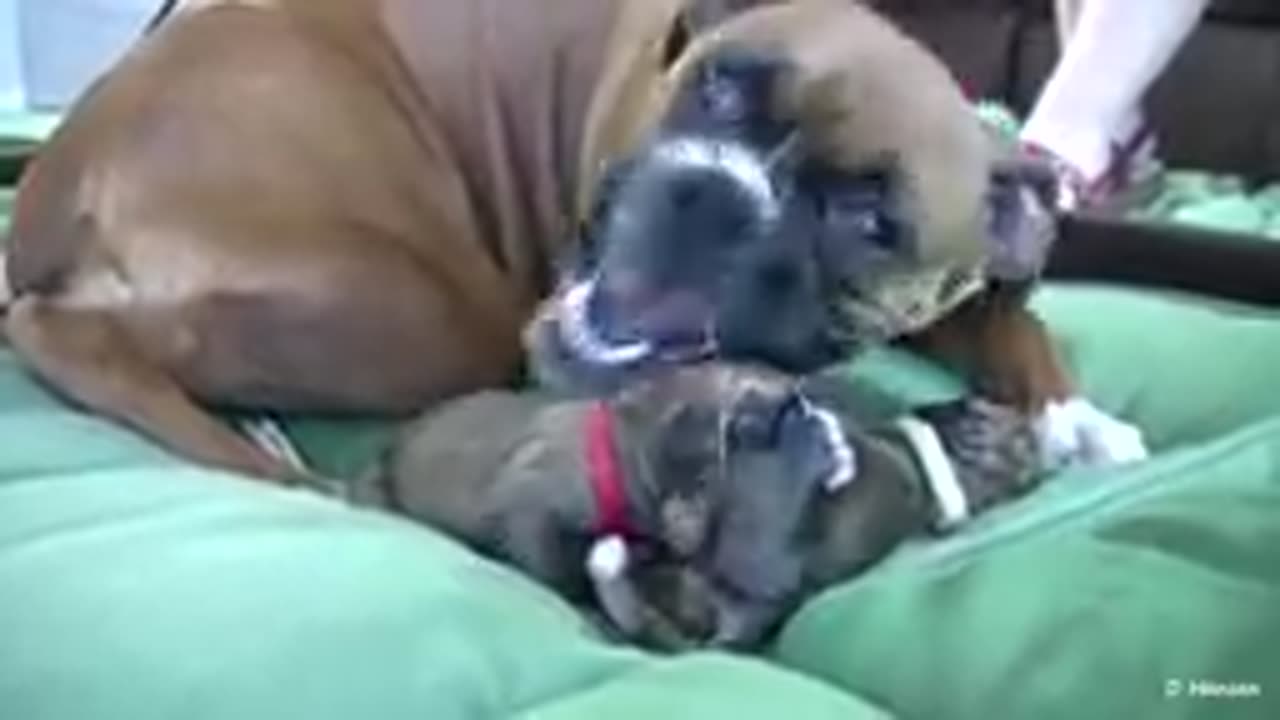 Dog Has Amazing Birth While Standing