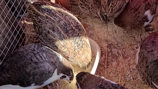 Our Quails are Fun To Watch